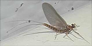 A mayfly dun resting on a pale surface