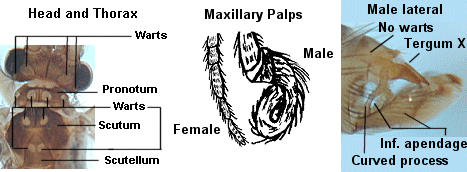 aquatic insects