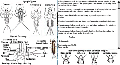 aquatic insects