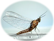 Delaware River fly fishing aquatic insect identification taxonomic ranking.