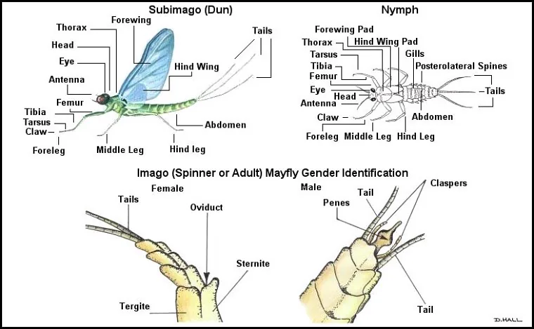 Aquatic insect, mayfly, anatomy, Delaware, river, identification, mayflies, caddisflies, stoneflies.