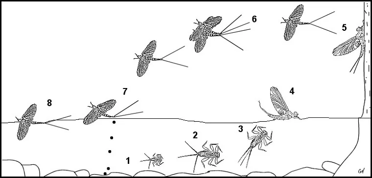 Aquatic insect, anatomy, Mayfly, Delaware, river, identification, mayflies, caddisflies, stoneflies.