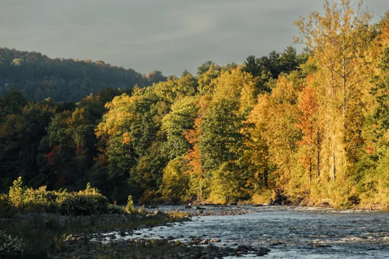 Shallow river riffle below trees in autumn color